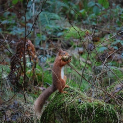 Red squirrel foraging