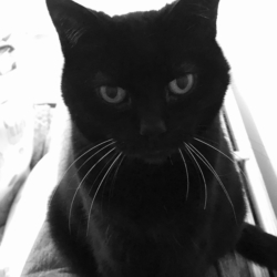 My furry friend