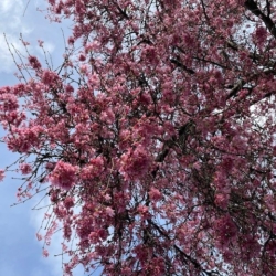 Pink Tree