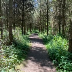 Walking